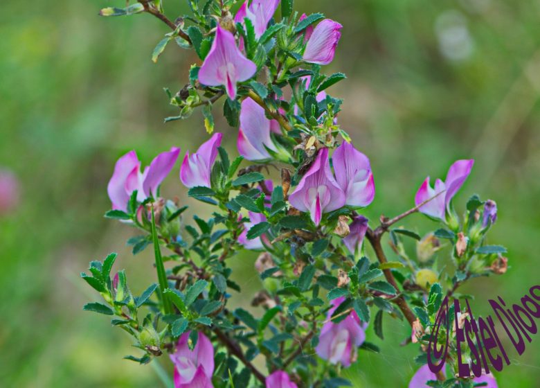 Association « Spinosa »