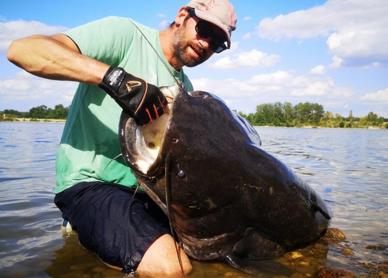 Pêche de silure