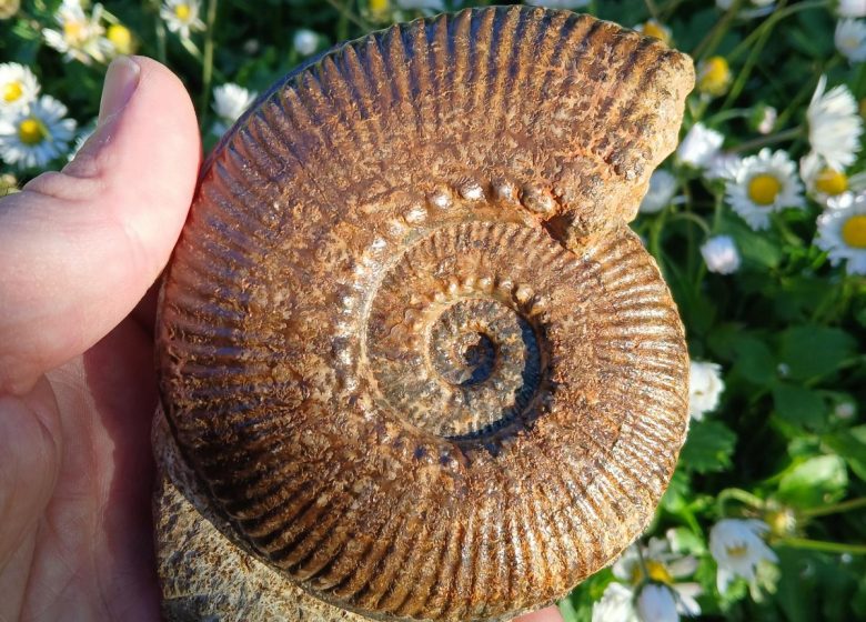 Balade géologique et nature à vélo électrique : Trévoux – Voie Bleue – Monts D&rsquo;Or