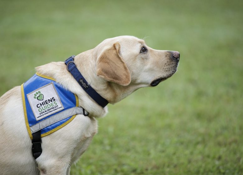 La journée des chiens guides